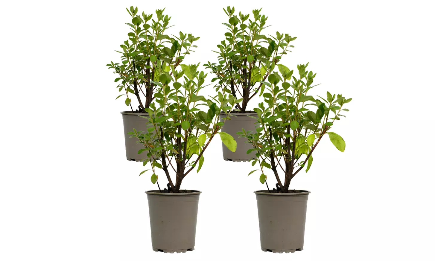 Lot de 3, 4 ou 8 azalées