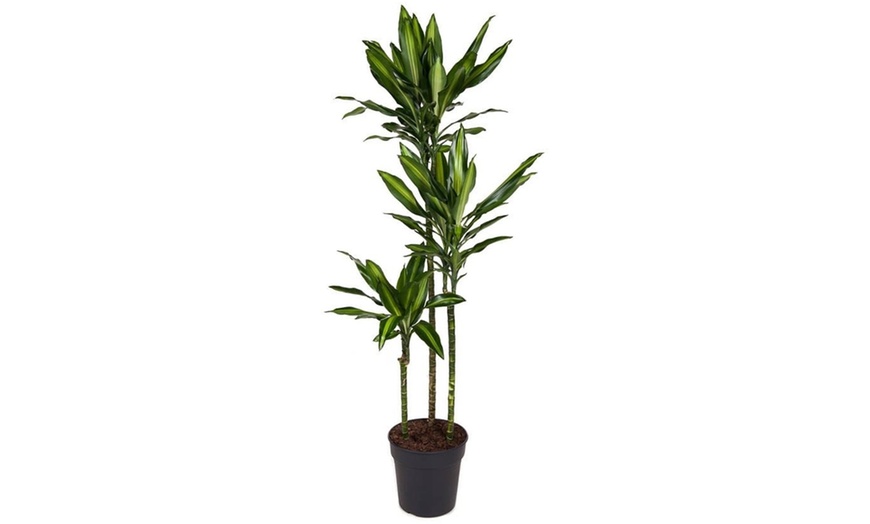 Image 1: Plante Dracaena Cintho de 140 à 150 cm