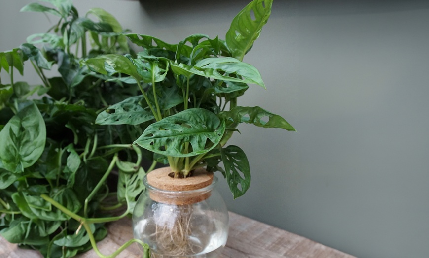 Image 5: Plante hydroponique avec vase en verre