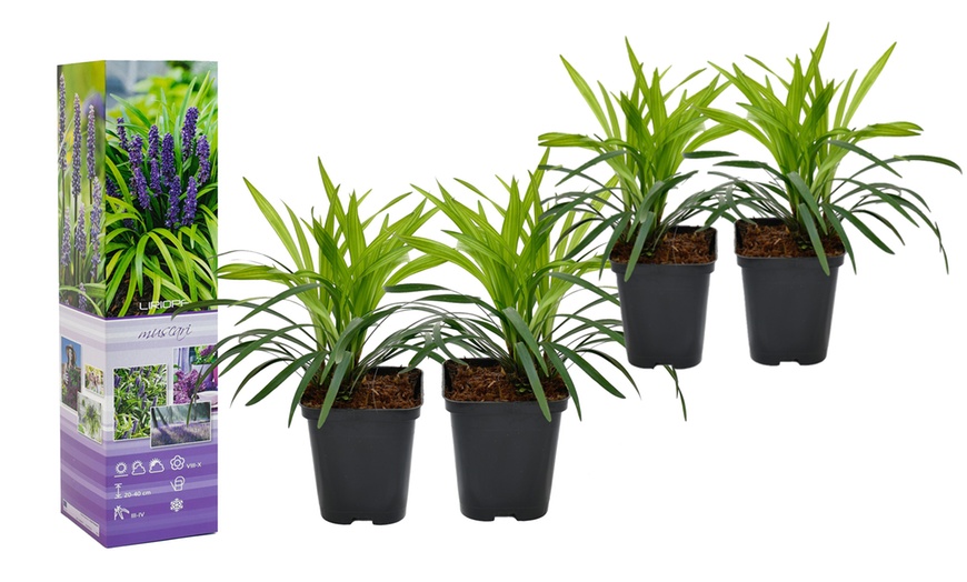 Image 2: Lot de 4 ou 8 plants de Liriope Muscari