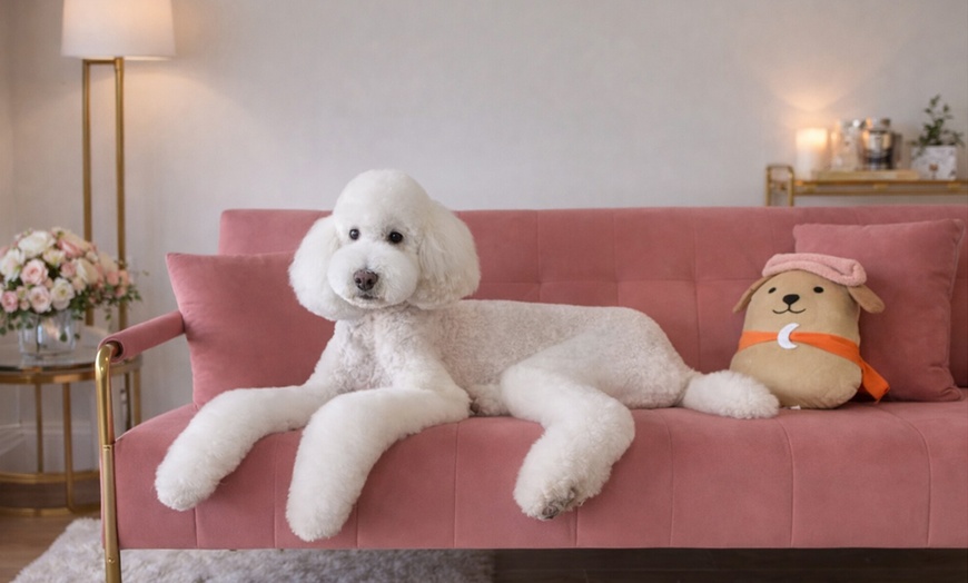 Image 3: Get a Full Bath / Grooming Package for Small | Medium | Large Dogs