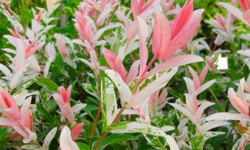 Image 2: Two Salix Flamingo Trees