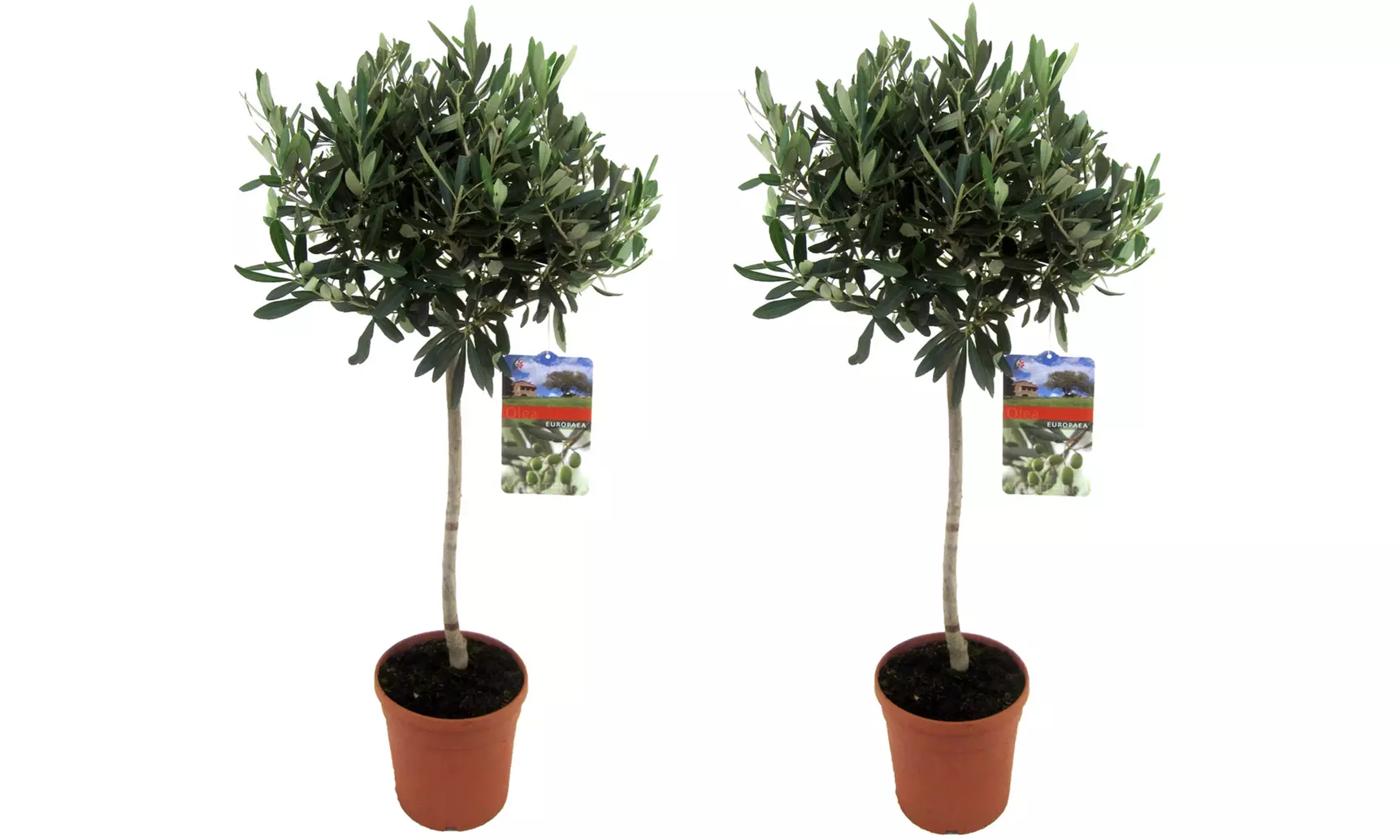 1 o 2 arbustos olivos con maceta incluida - Second Medium