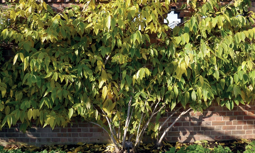 Image 3: Chimonanthus Praecox Wintersweet - 1 or 2 Potted Plants