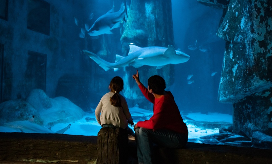 Image 4: SEA LIFE London Aquarium Entry