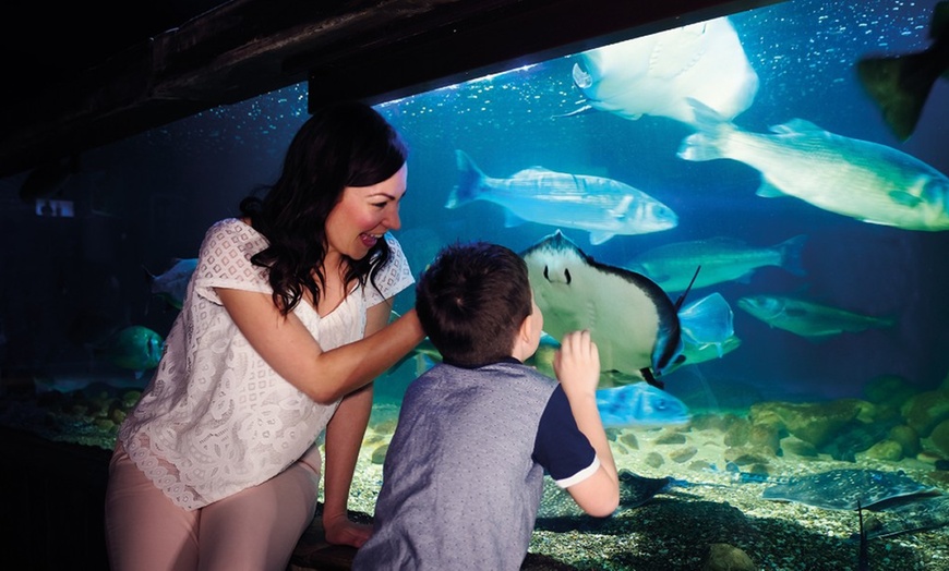 Image 3: SEA LIFE Great Yarmouth Aquarium Entry