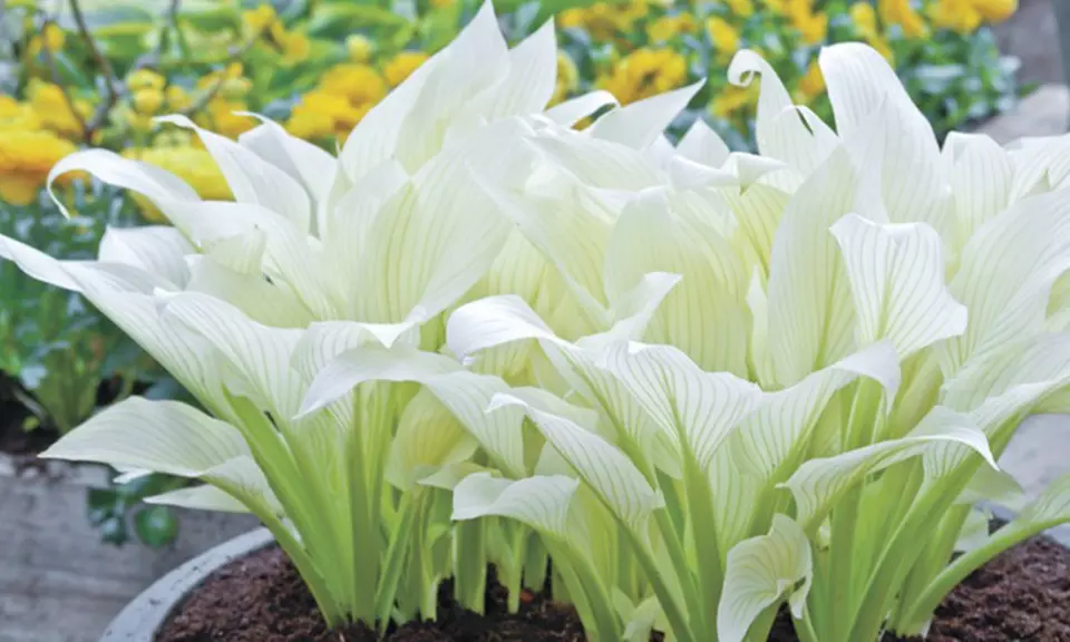 Pre-Order: Hosta White Feather Bare-Root Plant (3-, 6-, or 12- Pack) - Primary Image