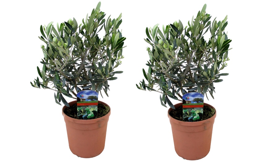 Image 3: Olive Shrub Plants