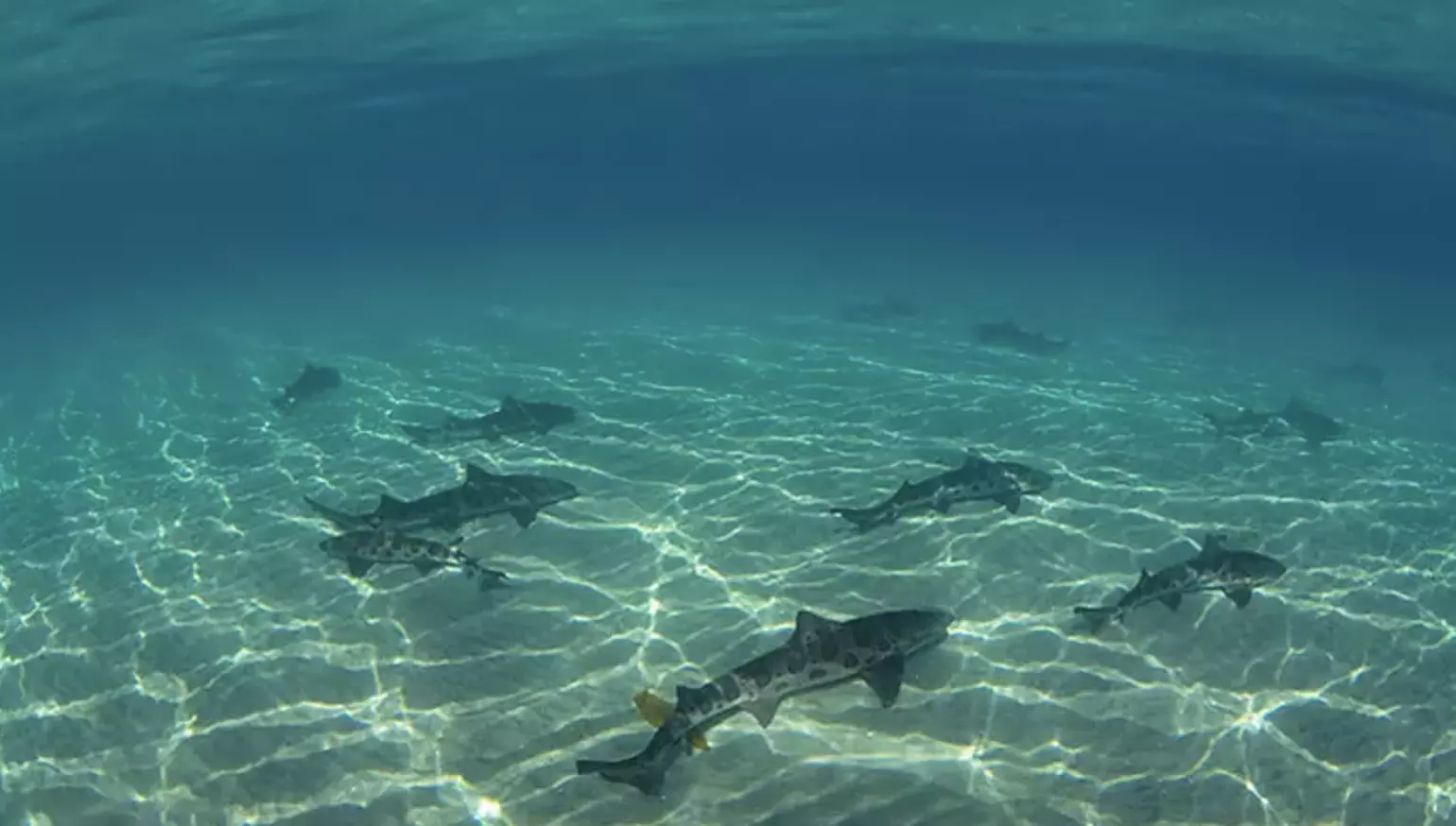 One Hour Leopard Shark Snorkel Tour for One at Everyday California (Up to 42% Off) - Primary Image