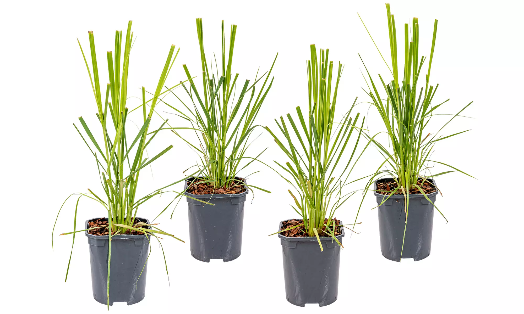 Lot de 2 ou 4 herbes de la pampa "Cortaderia selloana Pumila", grande taille - Image 6