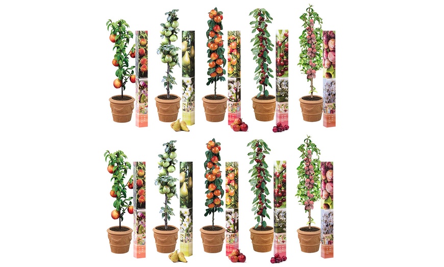 Image 10: Set of 5 Fruit Trees