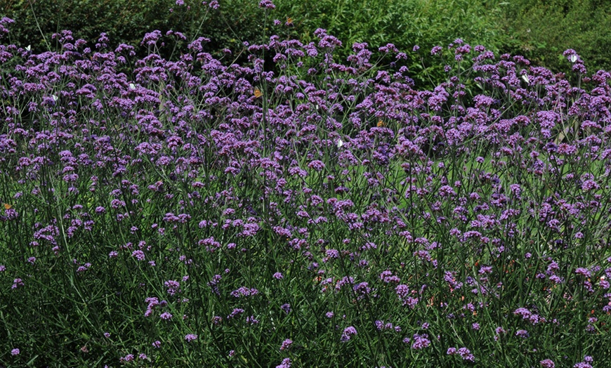 Image 7: 15 or 30 Verbena Buenos Aires Perennials Plug Plants