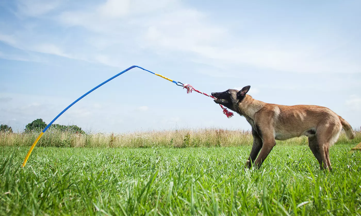 Tether Tug Outdoor Dog Toy - Primary Image