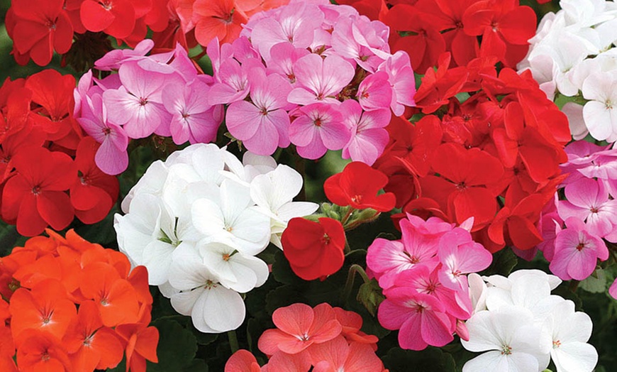 Image 3: Geranium Parade or Petunia Bolero