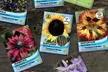 Mixed Flower and Vegetable Lucky Dip Seed Bumper Bundle - 50 or 100 Packs - Second Medium