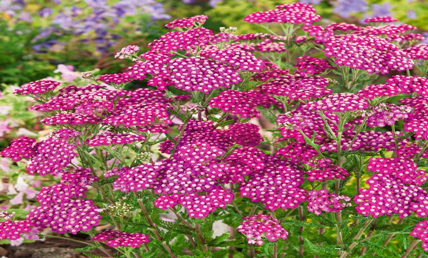 Image 4: Perennial Achillea 'Sunrise' Collection - 3 or 6 Potted Plants