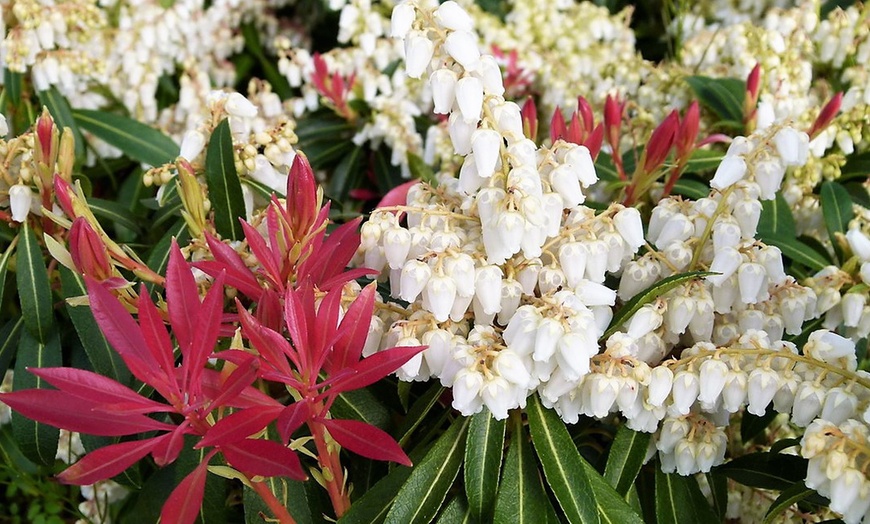 Image 2: Plante Pieris Japonica