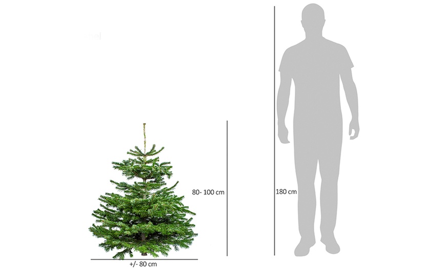 Image 3: Real Nordmann Fir Christmas Tree