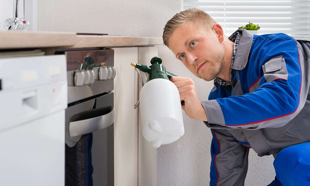 Pest Control Services for Homes and Offices