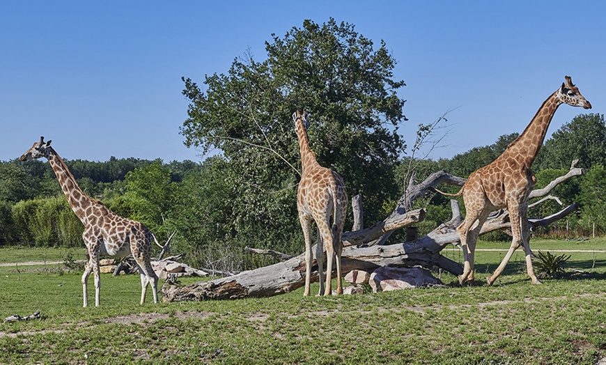 Image 7: Entrée au parc d'attraction et parc animalier Le PAL