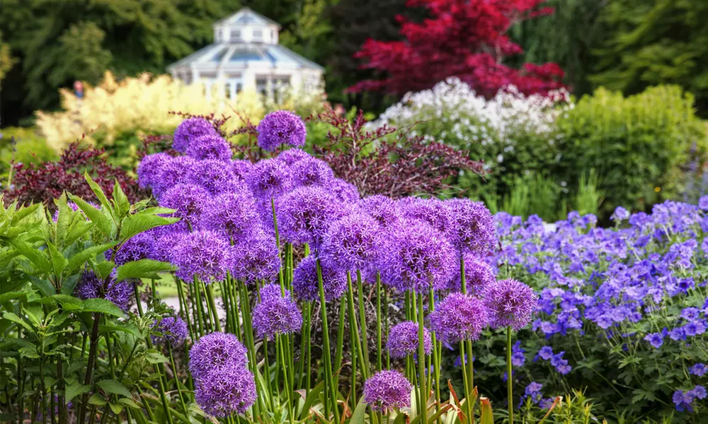 Set de 100 ou 200 bulbes de fleurs roses décoratives - Primary Image