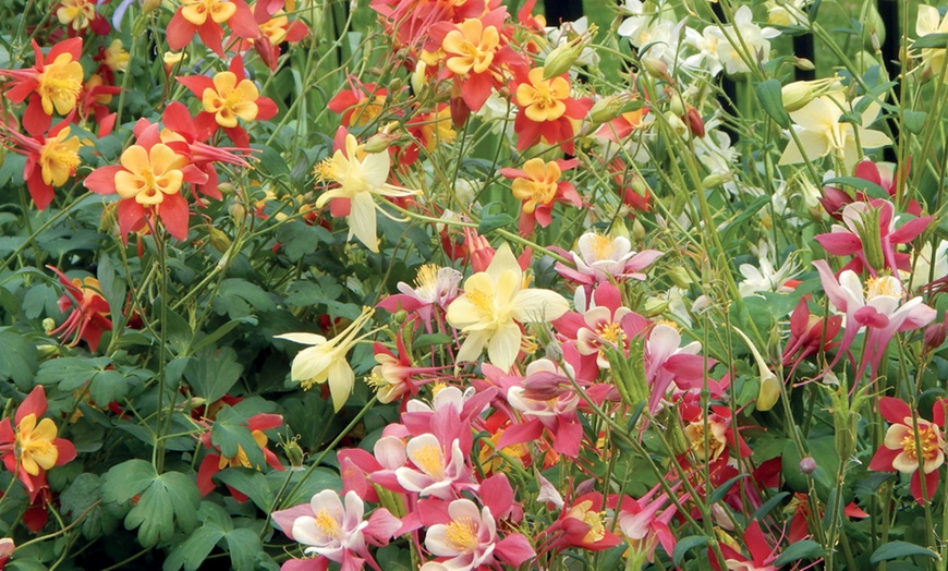 Image 5: 15 or 30 Aquilegia 'Mrs Scott Elliott' Perennials Plug Plants