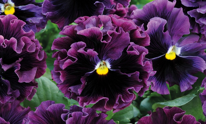 Image 3: Pansy Frilly Collection - 12 or 24 Plants with 50g Plant Food