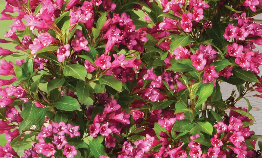 Image 2: Weigela Towers of Flowers ‘Cherry’ - Buy 1 or 2 Plants