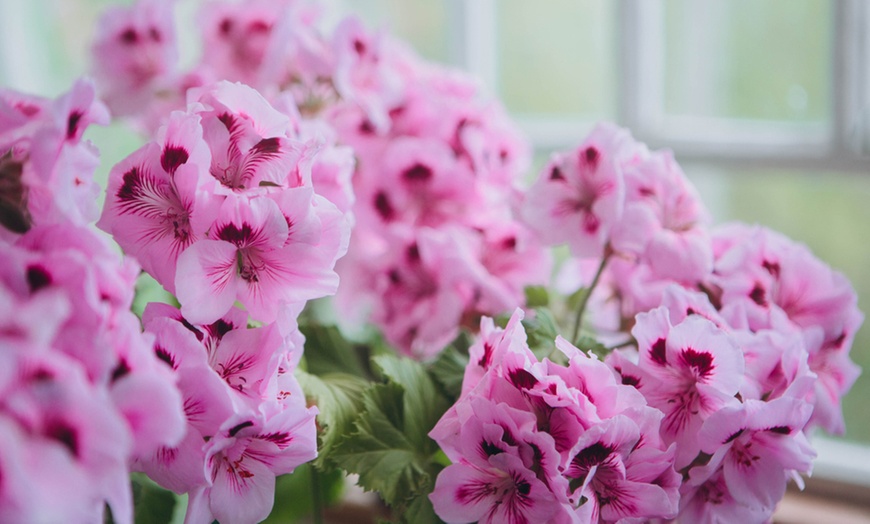 Image 1: Regal Pelargonium Plug Plants