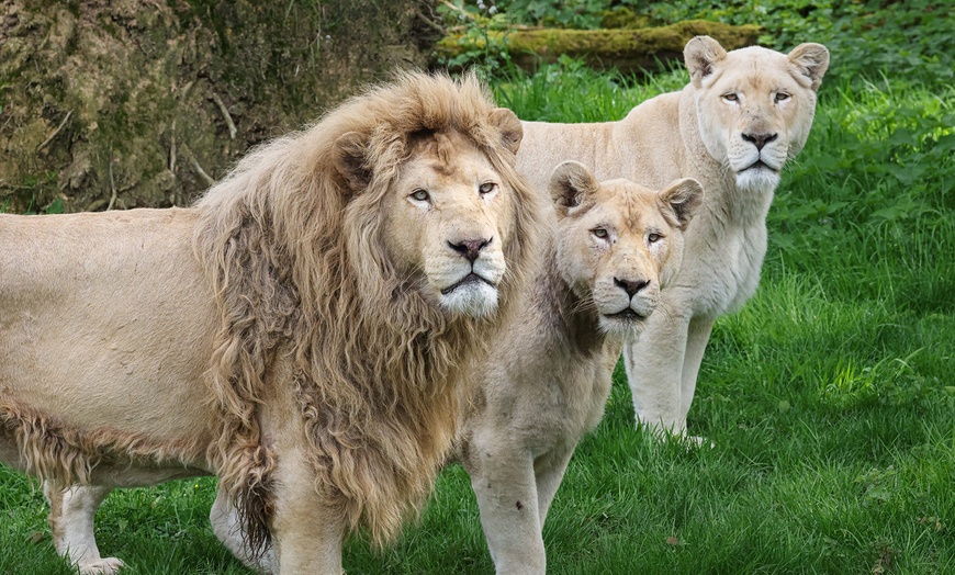 Image 5: Explorez l'incroyable faune sauvage au Lumigny Safari Réserve