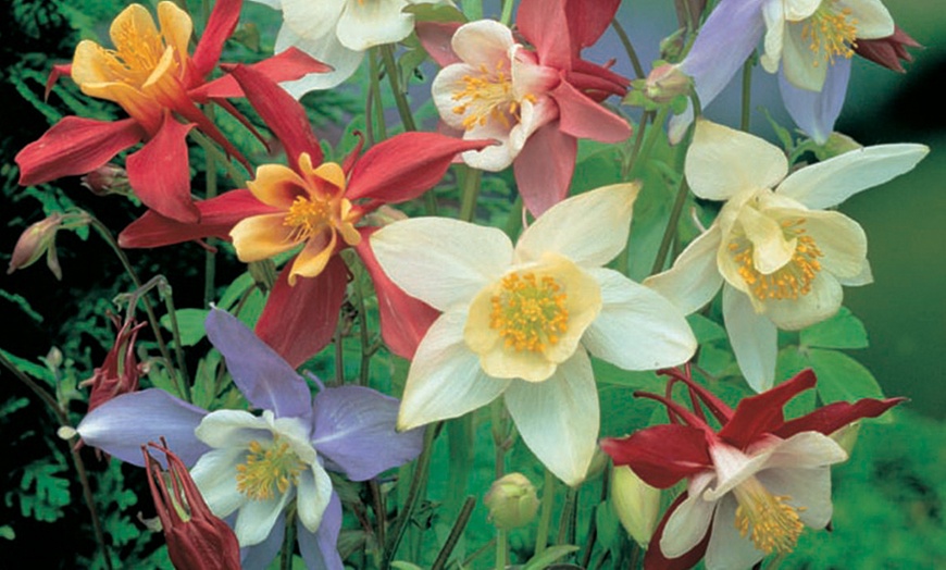 Image 3: 15 or 30 Aquilegia 'Mrs Scott Elliott' Perennials Plug Plants