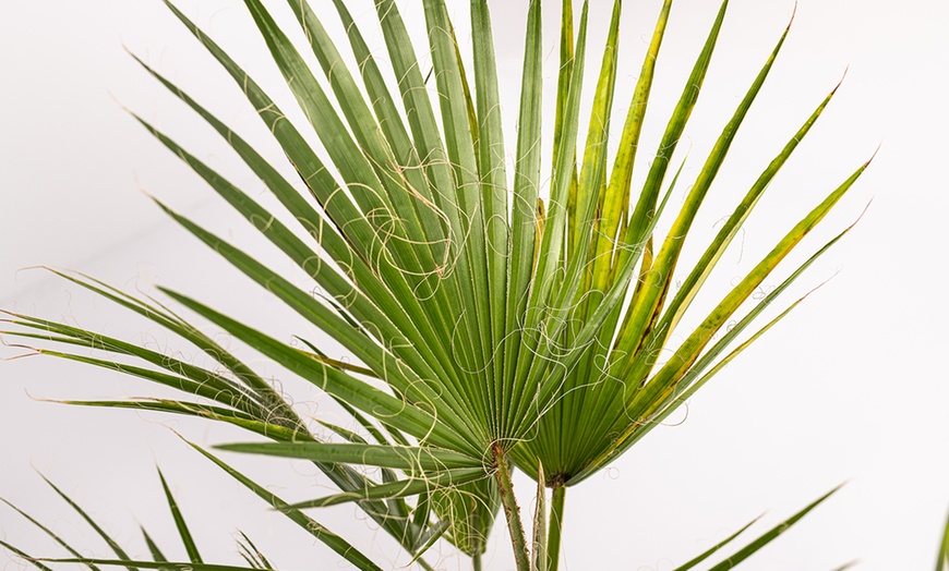 Image 2: Washingtonia Robusta