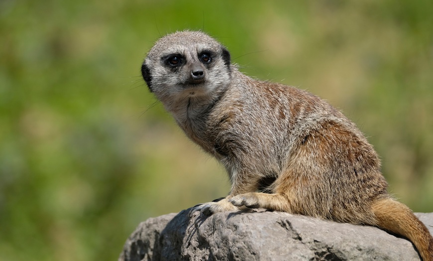 Image 6: Level up As A Wildlife Nerd at Dudley Zoo and Castle Entry