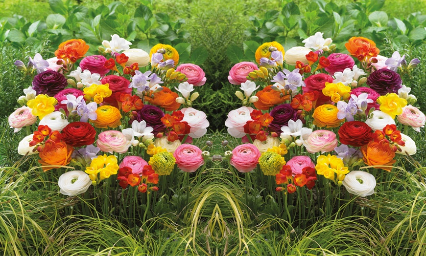 Image 2: 25, 50, 75 or 100 Freesia and Ranunculus Mix Bulbs