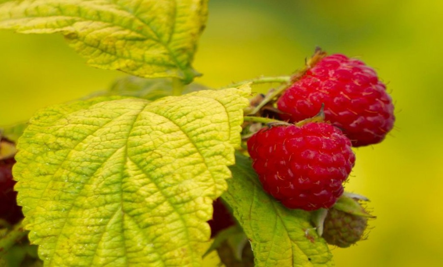 Image 3: Dwarf Raspberry Groovy Plant