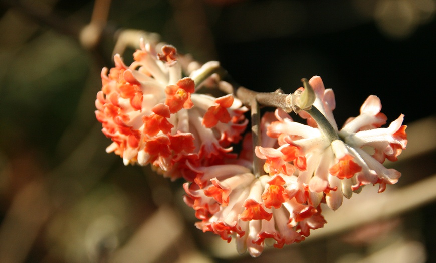 Image 4: Plante Edgeworthia Red Dragon