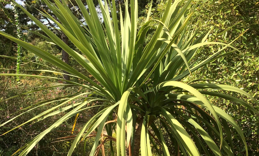 Image 2: One or Two Cordyline Australis Verde Plants in 17cm Pot