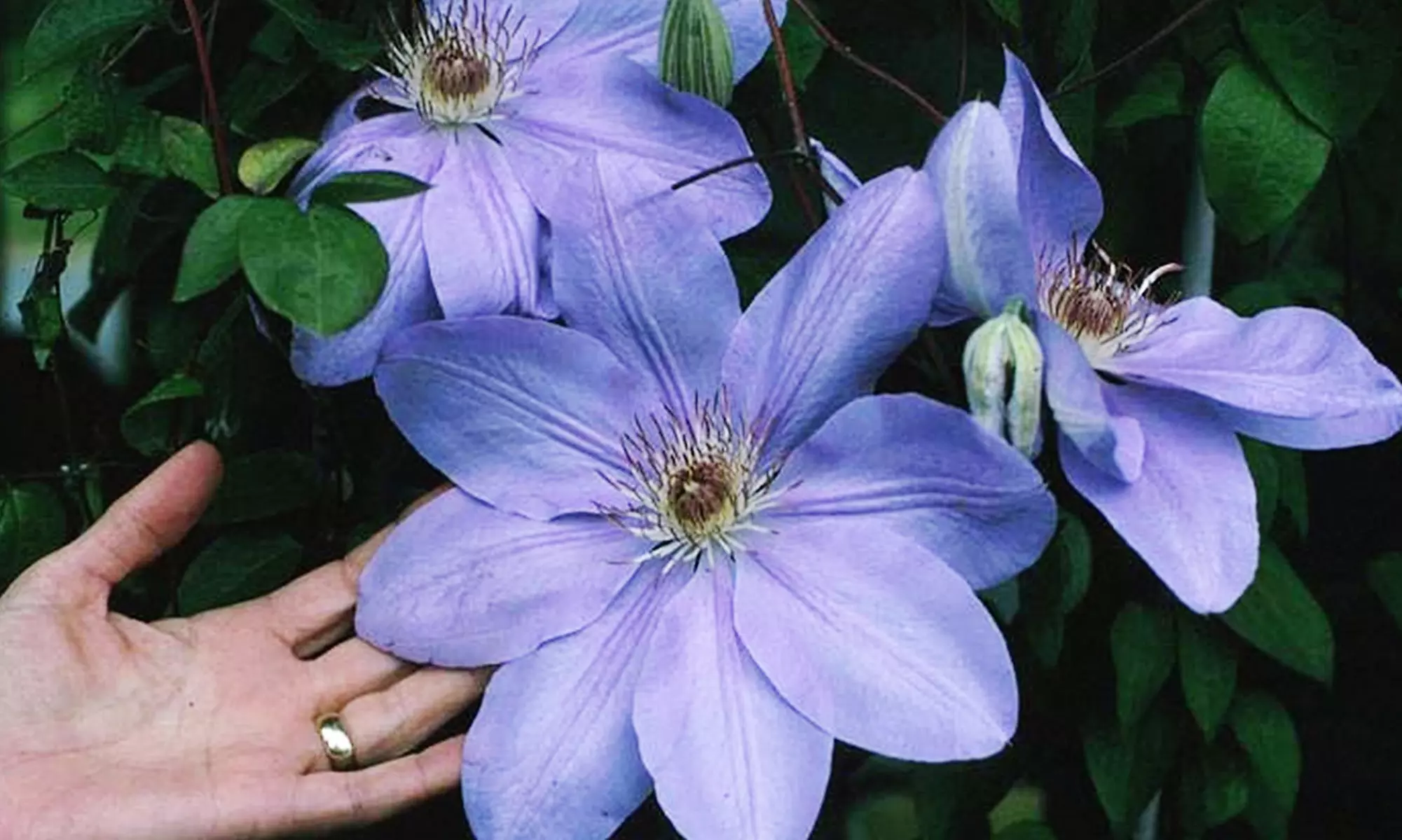 1 ou 2 lots de 3 clématites assorties avec pot de cultures - Second Medium