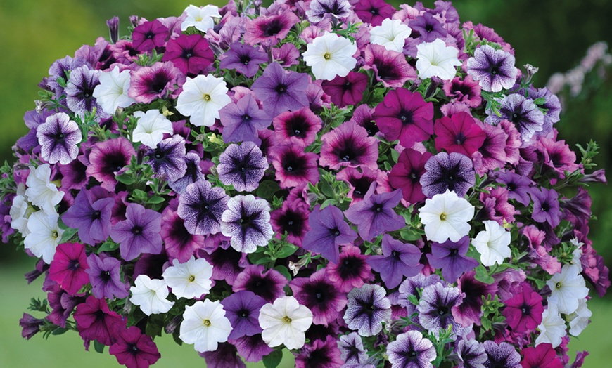 Image 1: 5, 10 or 20 Petunia Giant Mix Plants