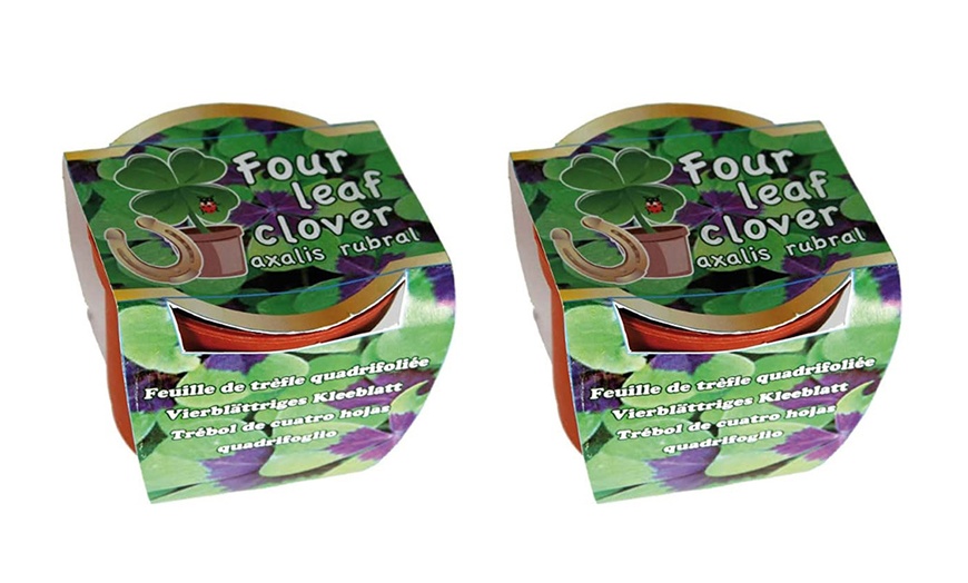 Image 3: Four Leaf Clover Seeds Set