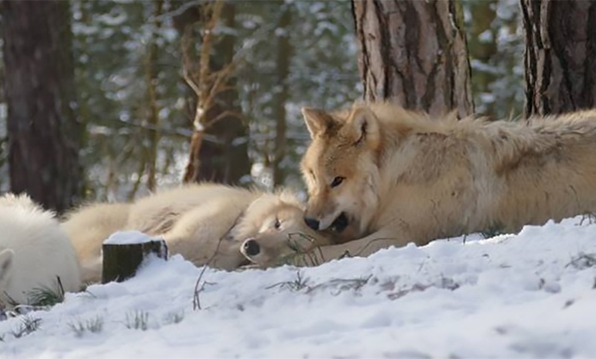 Image 6: Entdecke Wildtiere hautnah: Eintritt Wildpark Johannismühle