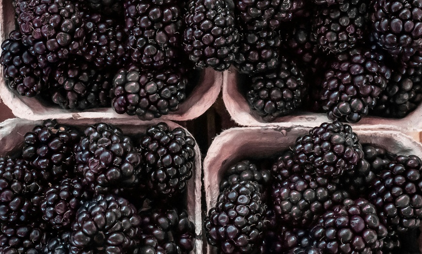 Image 17: Jusqu'à 4 packs de plantes fruitières