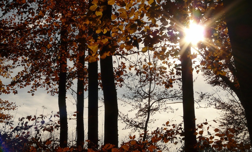 Image 9: Arbres à noix OH2