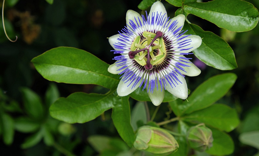 Image 3: Passion Flower Collection 3 Varieties - 1 or 3 Potted Plants
