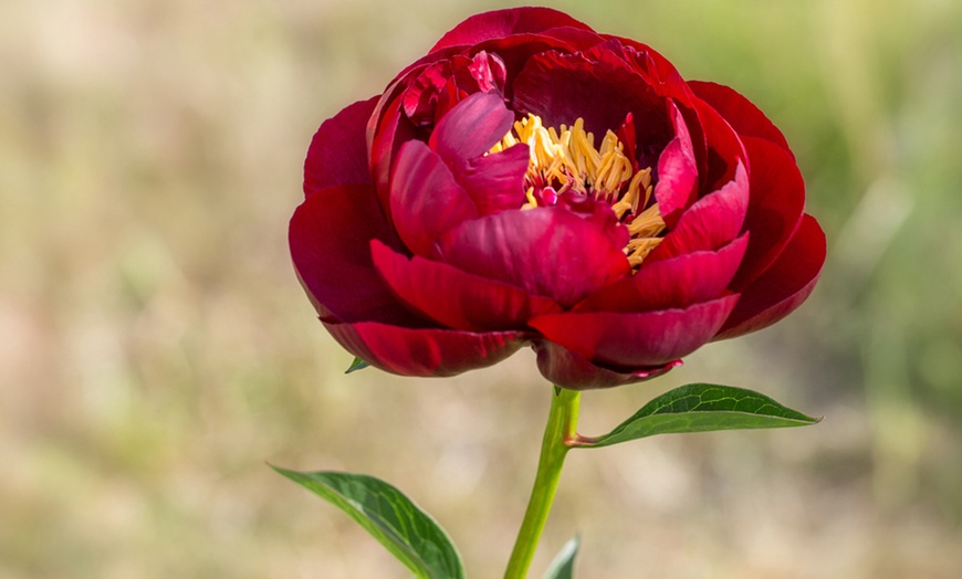 Image 2: Mixed Fragrant Garden Peony Plants