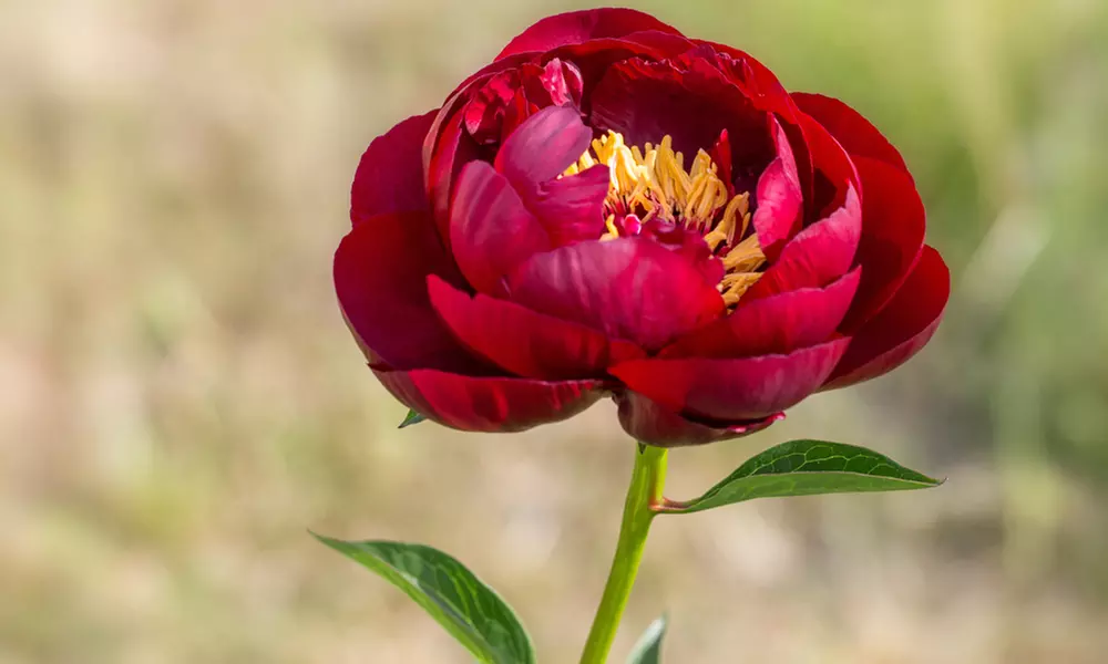 Mixed Fragrant Garden Peony Plants