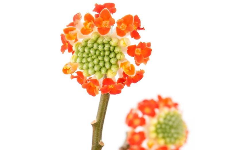 Image 5: Plante Edgeworthia Red Dragon