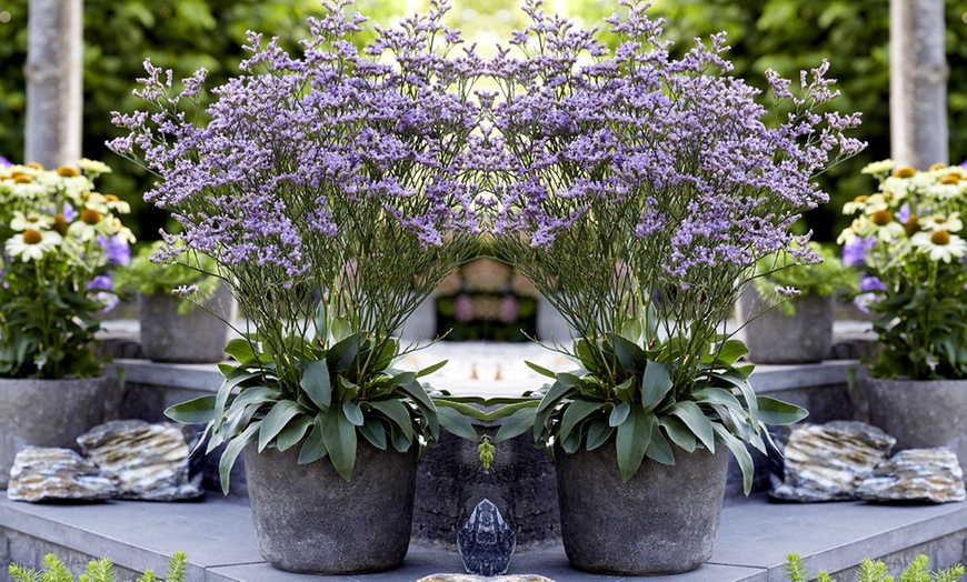 Image 4: One or Three Limonium 'Dazzle Rocks' Potted Plants