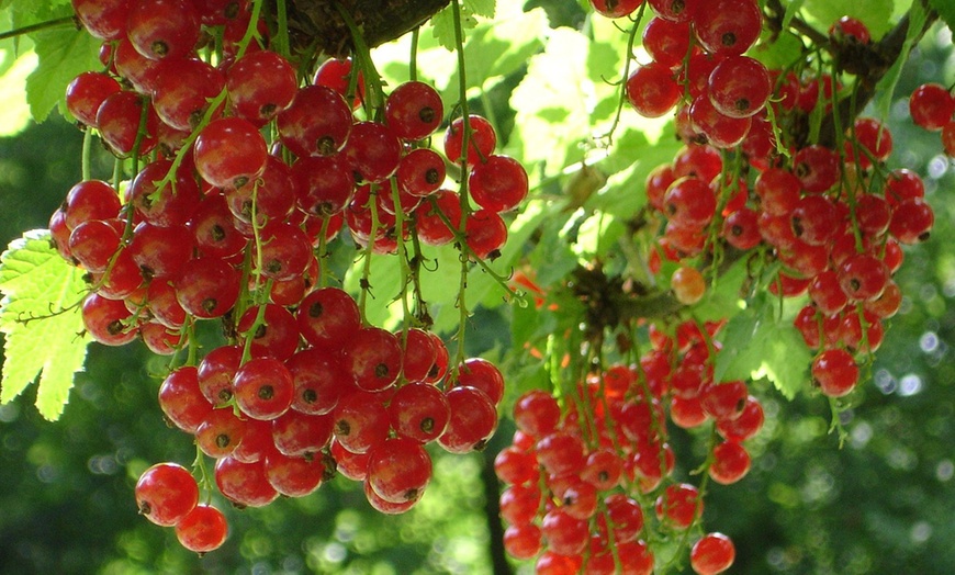 Image 8: 1, 2 o 4 piante da frutto di lamponi e ribes Rootz