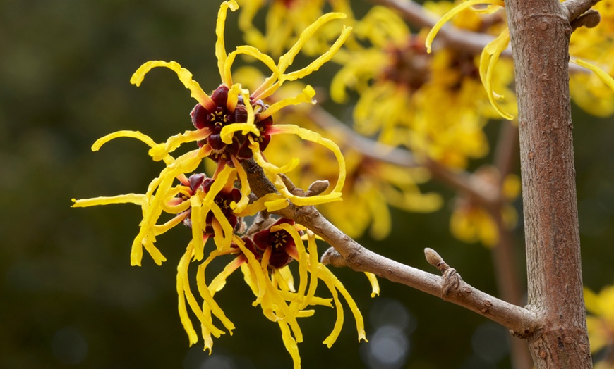 Image 4: Witch Hazel Tree